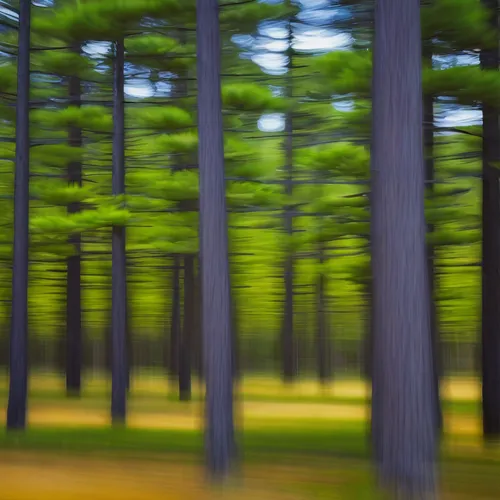 Blurred motion abstract of lodgepole pine forest and meadow,pine forest,aaa,pine trees,coniferous forest,spruce forest,aa,fir forest,forest background,row of trees,forest of dreams,mixed forest,grove 