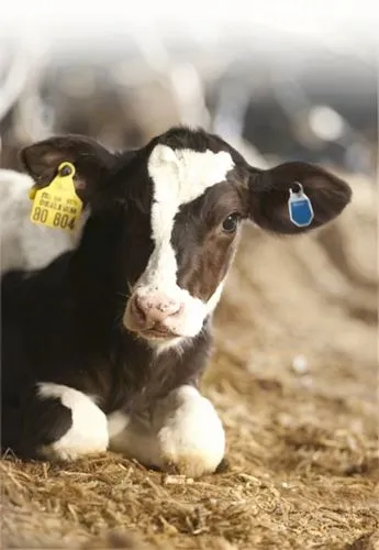 holstein cow,holstein cattle,cow icon,dairy cow,holstein-beef,nursing calf,cow,dairy cattle,red holstein,moo,calf,young cattle,milk cow,holstein,dairy cows,alpine cow,mother cow,bull calf,bovine,simmental cattle