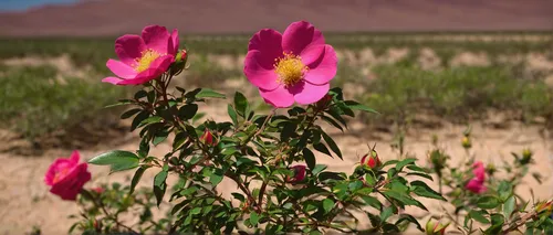 Compose an uplifting song about the resilience of rosa canina growing in a barren desert.,desert flower,flowerful desert,desert rose,calochortus,marsh pea,oenothera macrocarpa,desert plant,prairie ros