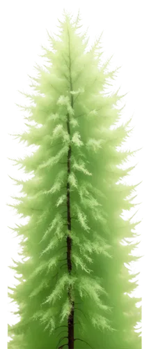 spruce-fir forest,fir branch,norfolk island pine,silvertip fir,fir needles,colorado spruce,spruce tree,fir tree,douglas fir,pseudotsuga menziesii,spruce needles,fir forest,canadian fir,watercolor pine tree,sitka spruce,charophyta,thuja,araucaria,fir green,oregon pine,Illustration,Black and White,Black and White 28