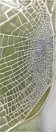 tangle-web spider,spider web,web,cobweb,spider silk,spiderweb,morning dew in the cobweb,spider's web,spider net,acorn leaf orb web spider,webs,argiope,cobwebs,webbing,spider network,web element,orb-weaver spider,widow spider,araneus,garden spider,Art,Artistic Painting,Artistic Painting 39