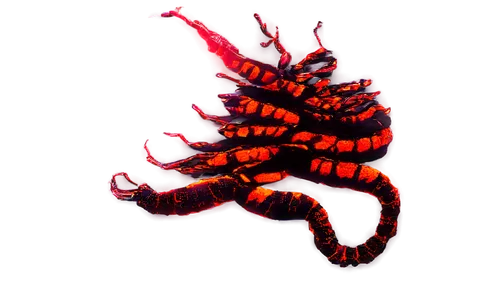 centipede,zygon,polychaete,cicutoxin,wormlike,gopendra,fire beetle,jad,aamoth,scorpio,ornamental shrimp,krill,parasite,sundew,zygons,kirlian,red crinoid,microvascular,goji,anomalocaris,Photography,Artistic Photography,Artistic Photography 09