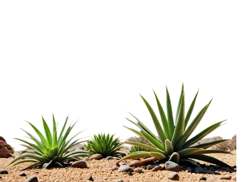 desert plants,desert plant,agaves,aloes,yucca palm,palmettos,karchelia,labyrinthodonts,yucca,yuccas,paspalum,cactus digital background,hechtia,isoetes,dyckia,agave,tenuifolia,yucca gigantea,magueyes,macrozamia,Art,Artistic Painting,Artistic Painting 01