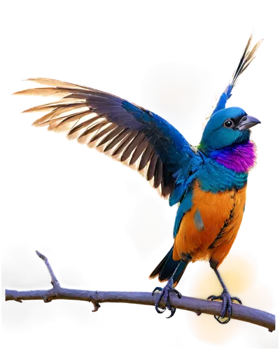 colorful birds,beautiful bird,blue bird,decoration bird,tanagers,garrison,songcatcher,tanager,blue parrot,western bluebird,an ornamental bird,bluebird,nature bird,exotic bird,pajaro,pretty bluebirds,splendid colors,ornamental bird,bird photography,bird png,Illustration,Paper based,Paper Based 06