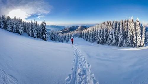 donna nord europea bionda sorridente che scia con sci di fondo in un bosco innevato nell'altopiano di Asiago,backcountry skiiing,ski touring,snow trail,kicking horse,telemark skiing,snowshoe,alpine me