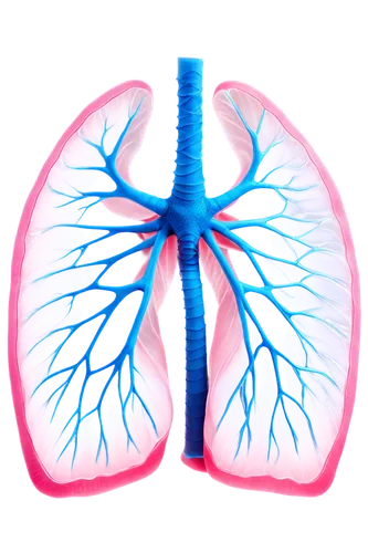 respiratory,pulmonary,lungs,pneumonitis,pleuropneumonia,pneumothorax,pneumoconiosis,lung cancer,creatinine,pulmonology,emphysema,pulmonic,bronchial,lung,inhalational,mediastinal,bronchiectasis,respiratory protection,albuterol,bronchiolitis,Photography,Artistic Photography,Artistic Photography 01