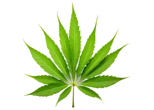 cannabidiol,green leaf,green energy,leaf background,patrol,mape leaf,spring leaf background,huana,custody leaf,tetrahydrocannabinol,cannabinol,green wallpaper,endocannabinoid,aaaa,greenleft,green power,greeniaus,cannabidio,cannabinoids,tropical leaf,Illustration,Retro,Retro 01