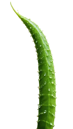 aloe vera leaf,fern leaf,leaf fern,wakefern,green wallpaper,blade of grass,blechnum,aaaa,green leaf,fern plant,asplenium,tropical leaf,aloe,palm leaf,aaa,patrol,spring leaf background,leaf background,leaf green,green background,Art,Artistic Painting,Artistic Painting 30