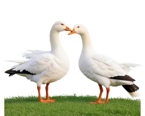 a pair of geese,geese,duck females,ducks,greylag geese,gooseander,bird couple,fry ducks,swan pair,galliformes,duck meet,female duck,wild ducks,cayuga duck,duck,ducks  geese and swans,peck,greylag goose,goose game,brahminy duck,Conceptual Art,Sci-Fi,Sci-Fi 20