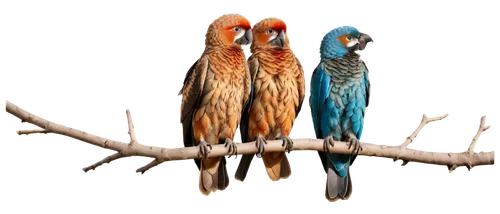 couple macaw,macaws on black background,parrot couple,colorful birds,zebra finches,kingfishers,bird couple,passerine parrots,conures,birds on a branch,tropical birds,woodhoopoes,vogels,budgies,parakeets,crossbills,lovebird,macaws,golden parakeets,birds on branch,Illustration,Paper based,Paper Based 26