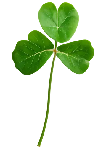 a four leaf clover,4-leaf clover,4 leaf clover,five-leaf clover,four-leaf clover,four leaf clover,three leaf clover,medium clover,shamrock,lucky clover,clovers,shamrocks,clover leaves,long ahriger clover,symbol of good luck,happy st patrick's day,patrol,narrow clover,wood-sorrel,irishjacks,Photography,General,Commercial