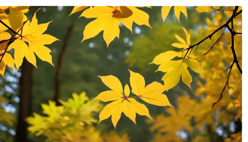 yellow leaves,yellow leaf,yellow maple leaf,gold leaves,maple foliage,autumn background,leaf background,autumn gold,leaves in the autumn,colored leaves,autumn foliage,golden leaf,leaves frame,fall leaves,golden autumn,autumnal leaves,autumn frame,tree leaves,beech leaves,fall foliage,Illustration,Japanese style,Japanese Style 17