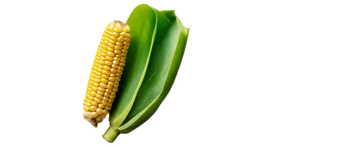 maize,corn,corncobs,corns,cornhusker,sweetcorn,corn pattern,cecrops,playcorn,cornelison,corn ordinary,ornamental corn,corncob,mycotoxins,kernels,cornstalk,forage corn,corn on the cob,ears of corn,winter corn,Conceptual Art,Graffiti Art,Graffiti Art 10