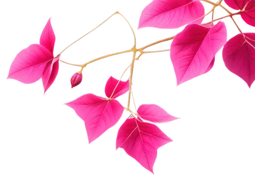 spring leaf background,leaf background,wall,climbing plant,syzygium,rose leaves,oxalis triangularis,tree leaves,gum leaves,red leaves,fuschia,fuchsia,barberry,syzygium aromaticum,red foliage,pink floral background,pink background,red leaf,colored leaves,bougainvillea,Art,Artistic Painting,Artistic Painting 26