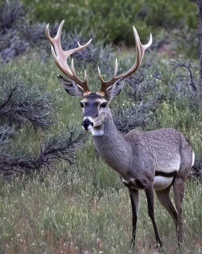 Write a heartwrenching story about an abandoned muley freak searching for its lost family.,mule deer,whitetail,whitetail buck,male deer,white-tailed deer,cervus elaphus,bucks,pere davids male deer,kud