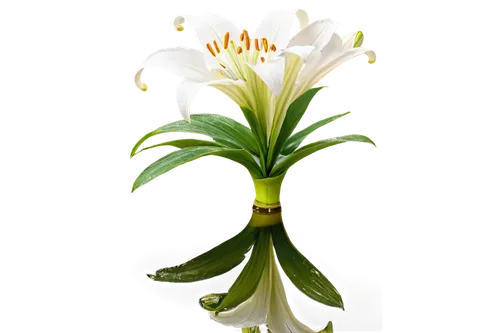 White lily, solo, flowers in full bloom, delicate petals, golden anthers, green leaves, slender stem, vase, water reflection, morning dew, soft natural light, 3/4 composition, shallow depth of field, 