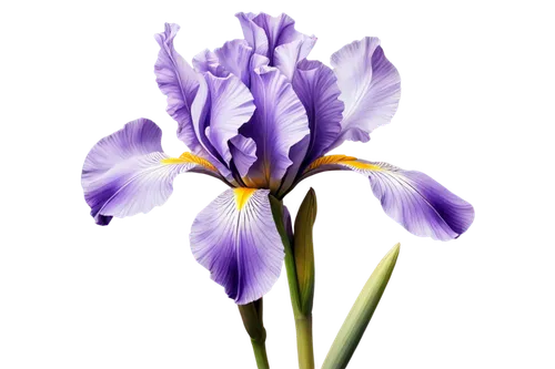 flowers png,irises,purple irises,hyacinthus,dutch iris,dwarf iris,purple tulip,tulipan violet,hyacinths,graph hyacinth,violet tulip,crocus,lavender flower,hyacinth,purple crocus,croci,hyacinthoides,purple flower,iridaceae,purple parrot tulip,Illustration,Black and White,Black and White 30