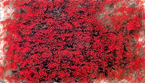 red confetti,red tree,red paint,red matrix,coral bush,red flowers,landscape red,coccinea,red petals,red earth,red thread,red wall,red leaves,deep coral,red foliage,coral red,coral,kngwarreye,red carnation,red leaf,Photography,Documentary Photography,Documentary Photography 21