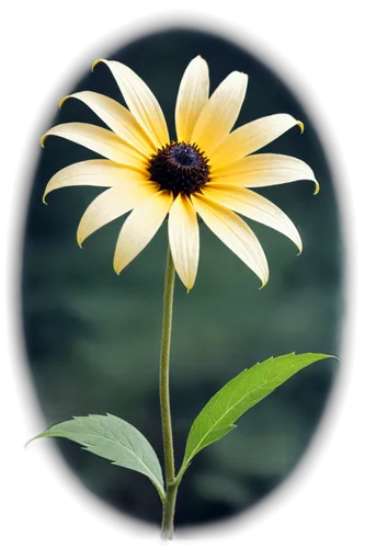 black-eyed susanne,african daisy,ox-eye daisy,marguerite daisy,margueritte,shasta daisy,rudbeckia,perennial daisy,leucanthemum,oxeye daisy,coneflower,osteospermum,sunflower lace background,pyrethrum,yellow gerbera,south african daisy,small sun flower,helianthus,marguerite,daisy flower,Illustration,Realistic Fantasy,Realistic Fantasy 46