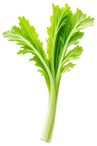 Celery, green stalks, leafy tops, fresh cut, dew drops, detailed texture, curved lines, natural arrangement, morning light, soft focus, 3/4 composition, shallow depth of field, vibrant color tone.,lea