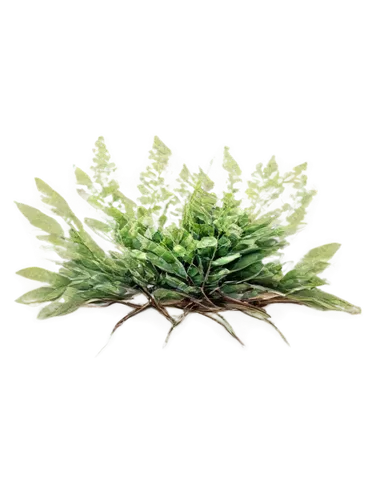 rotala,moss saxifrage,asparagaceae,salsola,saxifrage,flowers png,saliya,saxifraga,garden cress,mossflower,selaginella,cryptanthus,arabidopsis,glasswort,myriophyllum,parsley leaves,houseleek,stylidium,darwinia,juniperus,Art,Classical Oil Painting,Classical Oil Painting 31