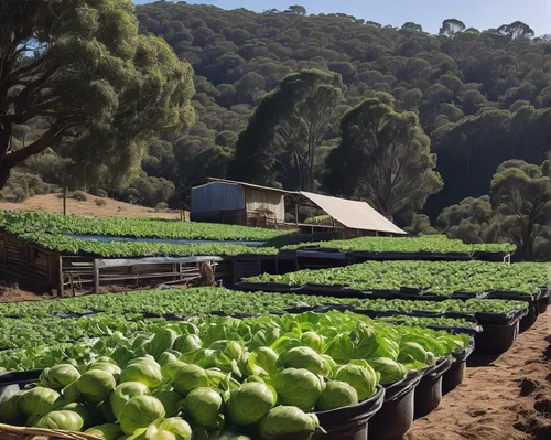 Imagine a dystopian future where Tona Organic Farm is the last remaining source of uncontaminated food, and describe the struggles and triumphs faced by its inhabitants.,stock farming,tona organic far