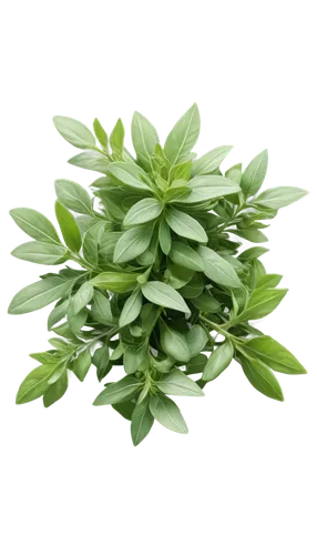 tarragon,summer savory,green plant,chlorotic,spring leaf background,buxus,vintage anise green background,citrifolia,aromatic plant,longjing,green wallpaper,galium,green leaves,green background,salsola,narrowleaf,ramson,anchorena,cape jasmine,fenugreek,Conceptual Art,Fantasy,Fantasy 20