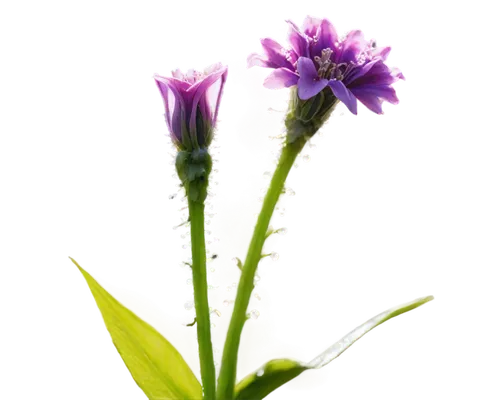 stylidium,chive flower,verbena,lavender flower,liatris,liatris spicata,the lavender flower,gentians,chive flowers,rocket flower,crown chakra flower,scabious,plantago,grape-grass lily,purple flower,flowers png,rocket flowers,camassia,lavandula,fluorescens,Art,Classical Oil Painting,Classical Oil Painting 30