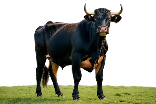 zebu,tanox,kulundu,gaur,cape buffalo,bakra,carabao,bos taurus,gnu,ankole,taurus,jallikattu,aurochs,oxen,nguni,cow,ox,bakri,horns cow,carabaos,Conceptual Art,Daily,Daily 11