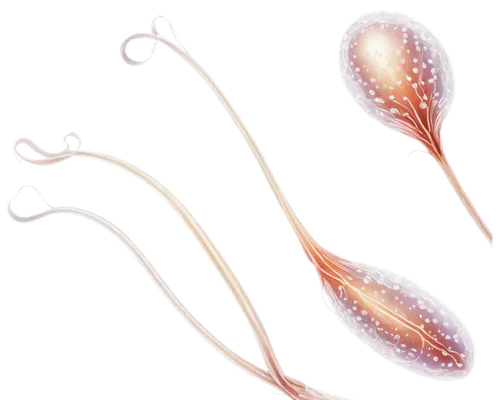 Sperm cells, microscopic, transparent background, detailed nucleus, whip-like tail, oval head, smooth membrane, translucent cytoplasm, soft focus, high magnification, shallow depth of field, brightfie