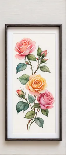 peony frame,watercolor roses and basket,watercolor roses,roses frame,rose flower illustration,floral and bird frame,watercolor frame,rose frame,frame rose,floral silhouette frame,flowers frame,floral frame,watercolour frame,garden roses,watercolor women accessory,floral greeting card,rose flower drawing,botanical square frame,watercolor floral background,watercolor flowers,Illustration,Paper based,Paper Based 07