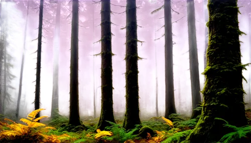 foggy forest,coniferous forest,fir forest,spruce forest,germany forest,mixed forest,endor,elven forest,forest,forests,bavarian forest,forest background,autumn forest,forest of dreams,deciduous forest,forest floor,forestland,forest landscape,the forest,haunted forest,Art,Classical Oil Painting,Classical Oil Painting 29