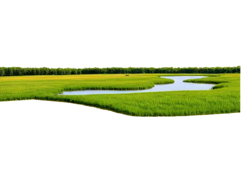 ricefield,green landscape,ricefields,aaaa,rice field,rice fields,moss landscape,polders,polder,the rice field,paddy field,green fields,wetland,rice paddies,aaa,duckweed,wetlands,landscape background,green trees with water,green wallpaper,Illustration,Paper based,Paper Based 12