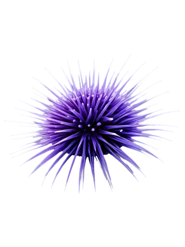 sea-urchin,sea urchin,purple salsify,urchin,sea urchins,purple pageantry winds,purple,crown chakra,crown chakra flower,spiny,purple thistle,tubular anemone,purpleabstract,knapweed,flaccid anemone,thistle,purple background,purple anemone,new world porcupine,spirography,Photography,Fashion Photography,Fashion Photography 19