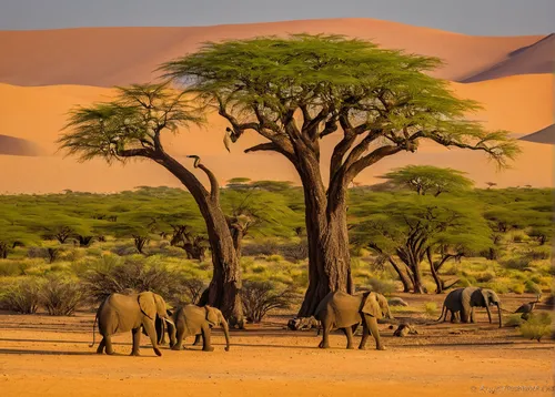 tsavo,african elephants,namib,namibia,namib desert,elephant herd,african elephant,camels,namib rand,dromedaries,african bush elephant,africa,arid landscape,east africa,sossusvlei,serengeti,watering hole,elephantine,etosha,desert desert landscape,Art,Classical Oil Painting,Classical Oil Painting 24