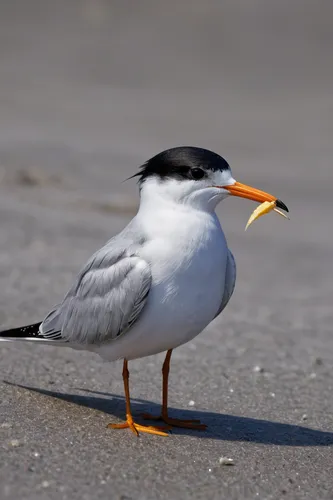 Write a heartwarming story about a little tern finding its lost family.,royal tern,tern bird,crested terns,little tern,sandwich tern,silver tern,tern,forster s tern,fairy tern,river tern,common tern,b