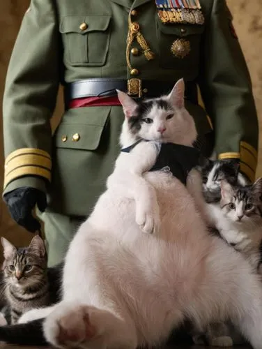 Gato con uniforme militar alemán  de la segunda guerra mundial rodeado de un grupo de gatos que visten  uniforme miltar,the man in uniform is holding three cats,lieutenants,cat family,cat pageant,gene