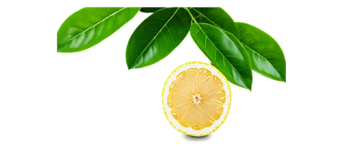 Lemon, yellow citrus fruit, transparent skin, glossy surface, bright green leaves, detailed texture, round shape, solo, centered composition, soft natural light, shallow depth of field, vibrant color 