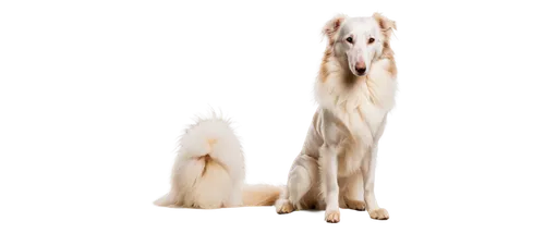 Borzoi, sitting, fluffy white fur, majestic posture, piercing brown eyes, pink nose, floppy ears, regal demeanor, luxurious coat, soft lighting, shallow depth of field, 3/4 composition, warm color ton