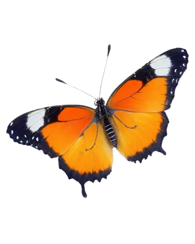 butterfly vector,orange butterfly,euphydryas,butterfly clip art,vanessa atalanta,lycaena,coenonympha tullia,polygonia,butterfly background,lycaena phlaeas,viceroy (butterfly),hesperia (butterfly),vanessa (butterfly),coenonympha,scotch argus,butterfly isolated,melitaea,vanessa cardui,french butterfly,isolated butterfly,Conceptual Art,Daily,Daily 23