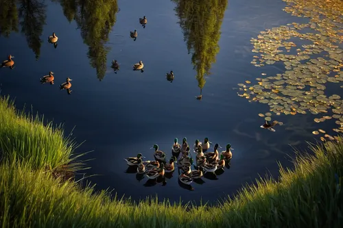 Compose a calming poem about a serene pond filled with graceful wild ducks.,waterfowls,water fowl,waterfowl,ducklings,mallards,canada geese,wild geese,wild ducks,geese,ducks,water birds,migratory bird