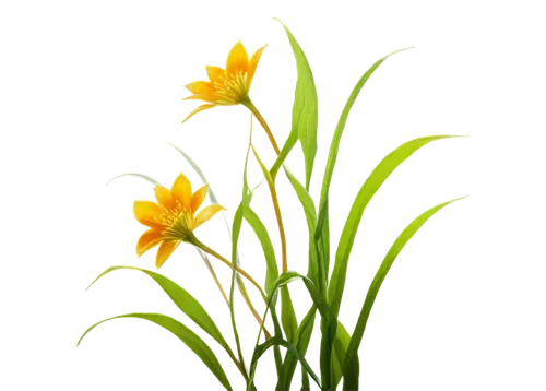 flowers png,grass lily,day lily plants,hemerocallis,flower background,daffodils,yellow nutsedge,day lily,minimalist flowers,sand coreopsis,tulipa sylvestris,flower illustration,hemerocallis fulva,the trumpet daffodil,jonquils,tulip background,daffodil,yellow avalanche lily,tulipa,day lily flower,Conceptual Art,Daily,Daily 02