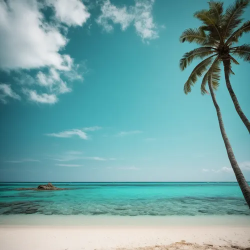 A tropical beach with palm trees and turquoise water,tropical beach,dream beach,caribbean beach,tropical sea,beach landscape,coconut tree,coconut trees,antilles,coconut palm tree,tropical floral backg