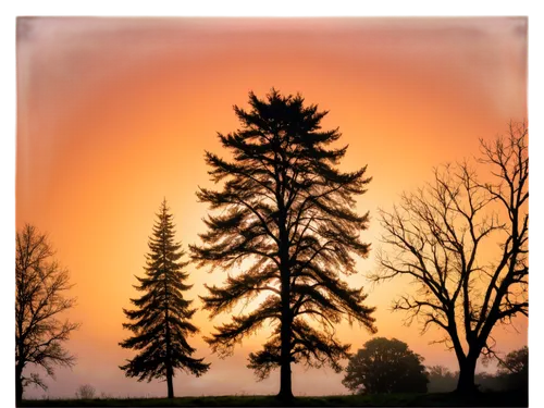 fir tree silhouette,metasequoia,lone tree,tree silhouette,pine tree,fir tree,spruce tree,isolated tree,old tree silhouette,spruce trees,arbre,larch tree,evergreen trees,lonetree,deciduous tree,watercolor pine tree,picea,cedrus,nature background,bare tree,Art,Artistic Painting,Artistic Painting 50