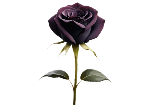 purple rose,black rose,rose png,rose flower illustration,romantic rose,flowers png,flower rose,bicolored rose,rose flower,blue rose,pink rose,arrow rose,rose flower drawing,disney rose,yellow rose background,landscape rose,flower illustrative,rose,petal of a rose,porcelain rose,Conceptual Art,Daily,Daily 33