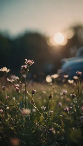 flower in sunset,blooming field,summer meadow,background bokeh,scattered flowers,field of flowers,meadow flowers,wild flowers,flower field,flowering meadow,meadow daisy,helios 44m7,flowers field,meadow,small meadow,helios44,blooming grass,flickr,summer evening,flower car,Photography,General,Cinematic