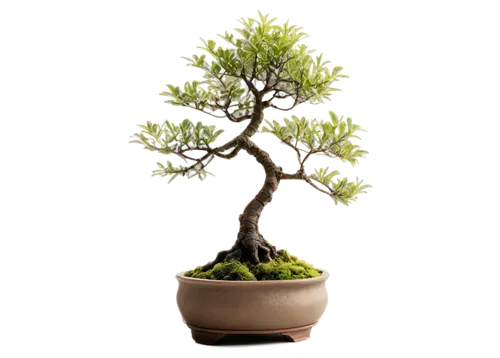 Miniature bonsai tree, Japanese style, curved branches, thick gnarled trunk, small leaves, moss covered pot, rustic wooden base, morning dew, soft natural light, 3/4 composition, shallow depth of fiel