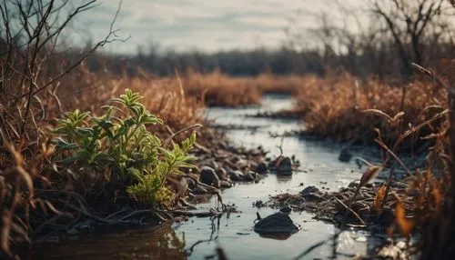 swampy landscape,wetland,wetlands,freshwater marsh,swamp,tidal marsh,backwater,marsh,floodplain,brook landscape,water scape,waterscape,river landscape,flowing creek,bayou,riparian forest,waterway,landscape photography,watercourse,rushes,Photography,General,Cinematic