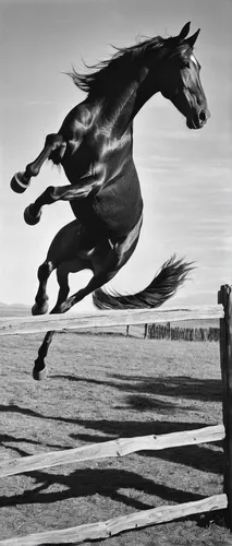 A wild horse gracefully leaping over a tall fence.,gallop,black horse,horse running,horseman,equitation,man and horses,galloping,horsemanship,gallops,play horse,horse-heal,horse free,reining,equine,ju