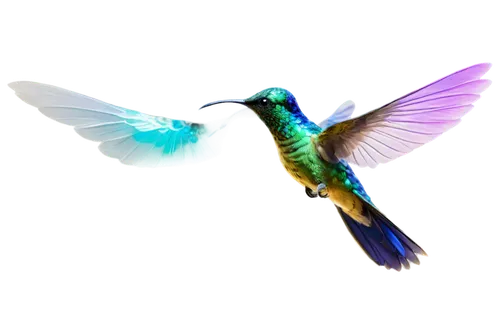 bird hummingbird,hummingbird,gouldian,hummingbirds,calliope hummingbird,bird png,rofous hummingbird,annas hummingbird,ruby-throated hummingbird,colorful birds,alcedo atthis,guatemalan quetzal,cuba-hummingbird,bee hummingbird,quetzal,allens hummingbird,black-chinned hummingbird,twitter logo,humming birds,humming bird,Photography,Artistic Photography,Artistic Photography 02